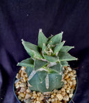 Ariocarpus retusus v. scaphirostroides