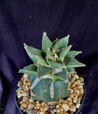 Ariocarpus retusus v. scaphirostroides