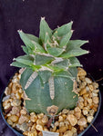 Ariocarpus retusus v. scaphirostroides