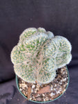 Mammillaria gisele f. cristata