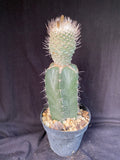 Strombocactus disciformis