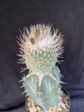 Strombocactus disciformis