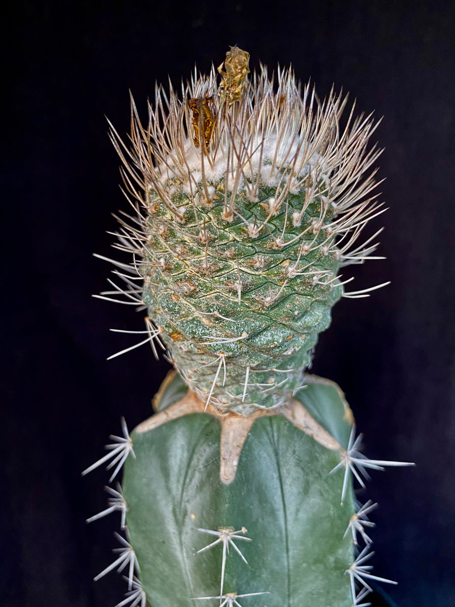 Strombocactus corregidorae – Astrocarpus.com - Online store of unique ...