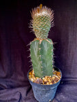 Strombocactus disciformis