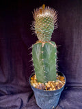 Strombocactus disciformis