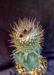 Strombocactus disciformis