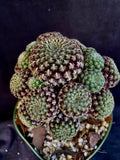 Rebutia langeri