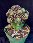 Rebutia langeri