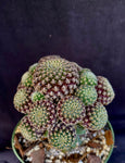 Rebutia langeri