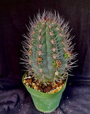 Pyrrhocactus megliolii