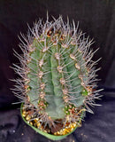 Pyrrhocactus megliolii