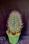 Pyrrhocactus megliolii