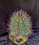 Pyrrhocactus megliolii