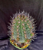 Pyrrhocactus megliolii