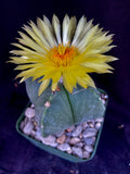 Astrophytum myriostigma v quadricostatum f. nudum