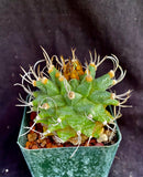 Turbinicarpus alonsoi