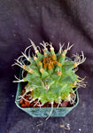 Turbinicarpus alonsoi