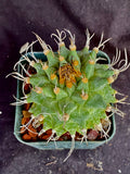 Turbinicarpus alonsoi