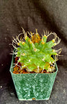 Turbinicarpus alonsoi