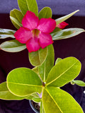 Adenium arabicum