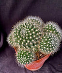 Rebutia flavistyla