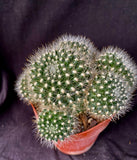 Rebutia flavistyla