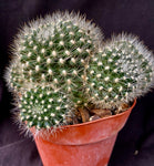 Rebutia flavistyla