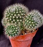 Rebutia flavistyla