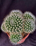 Rebutia flavistyla