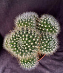 Rebutia flavistyla