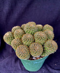 Sulcorebutia veronicae