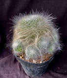 Mammillaria hahniana