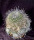 Mammillaria hahniana