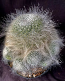 Mammillaria hahniana