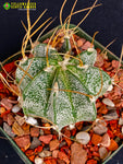 Astrophytum capricorne v. cassispinoides