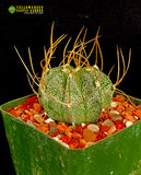 Astrophytum capricorne v. cassispinoides