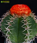 Melocactus matanzanus