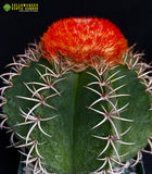 Melocactus matanzanus