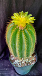 Notocactus warasii