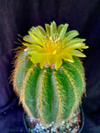 Notocactus warasii