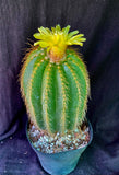 Notocactus warasii