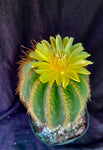 Notocactus warasii