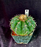 Discocactus crystallophylus