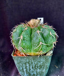 Discocactus crystallophylus