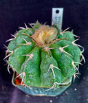 Discocactus crystallophylus