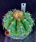 Discocactus crystallophylus