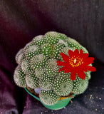 Rebutia krainziana