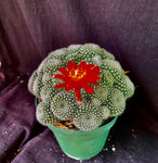 Rebutia krainziana