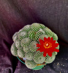 Rebutia krainziana