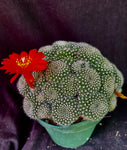 Rebutia krainziana